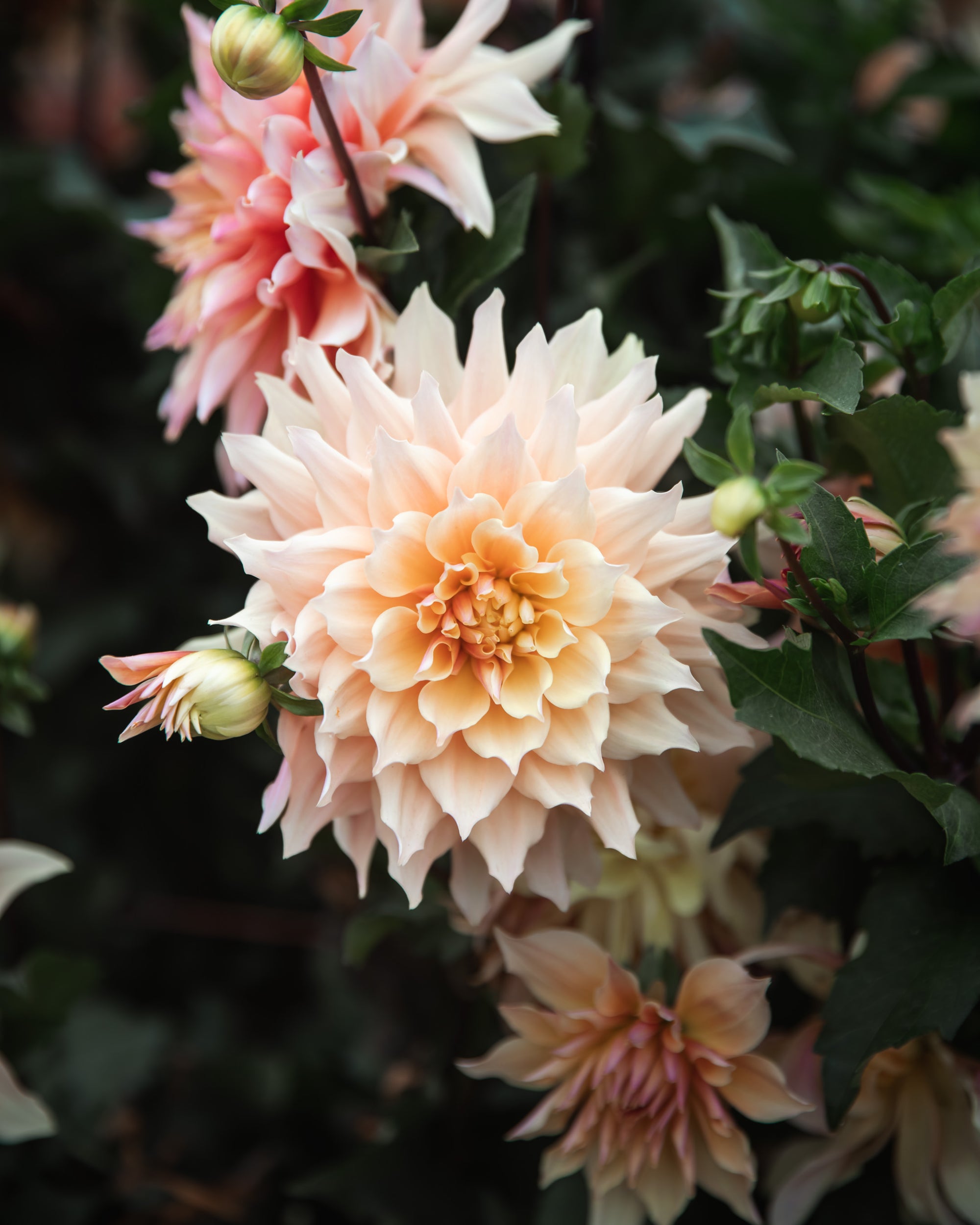 Dahlia Labyrinth