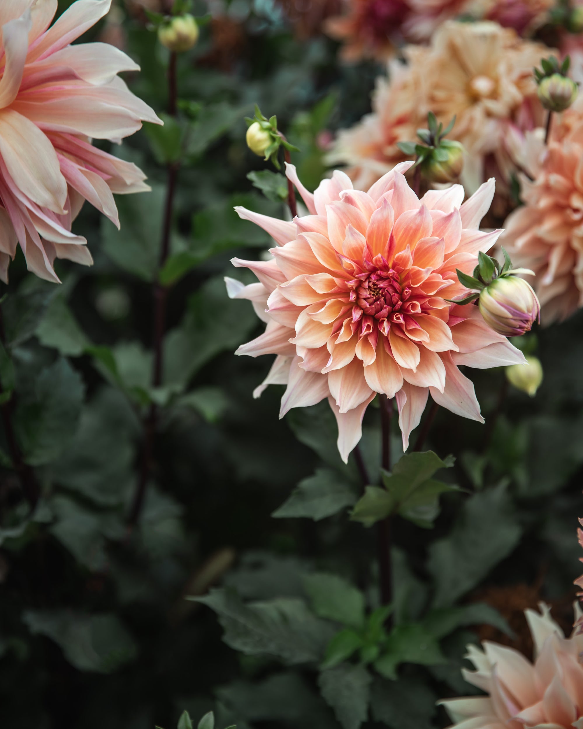 Dahlia Labyrinth