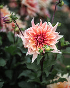 Dahlia Labyrinth