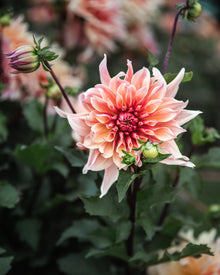 Dahlia Labyrinth