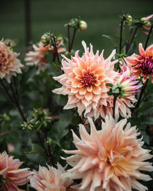 Dahlia Labyrinth