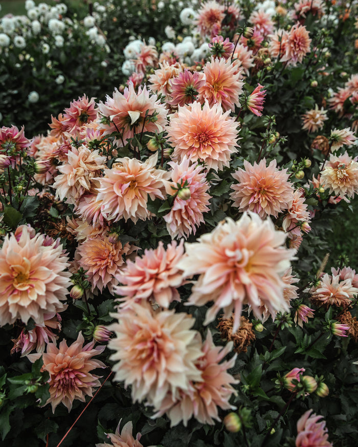 Dahlia Labyrinth