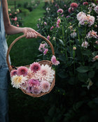 Dahlia KA's® Mocha Jake