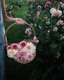 Dahlia KA's® Mocha Jake