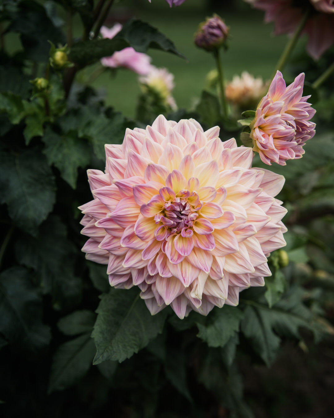 Dahlia Mingus Phillip Sr (Limit 1)