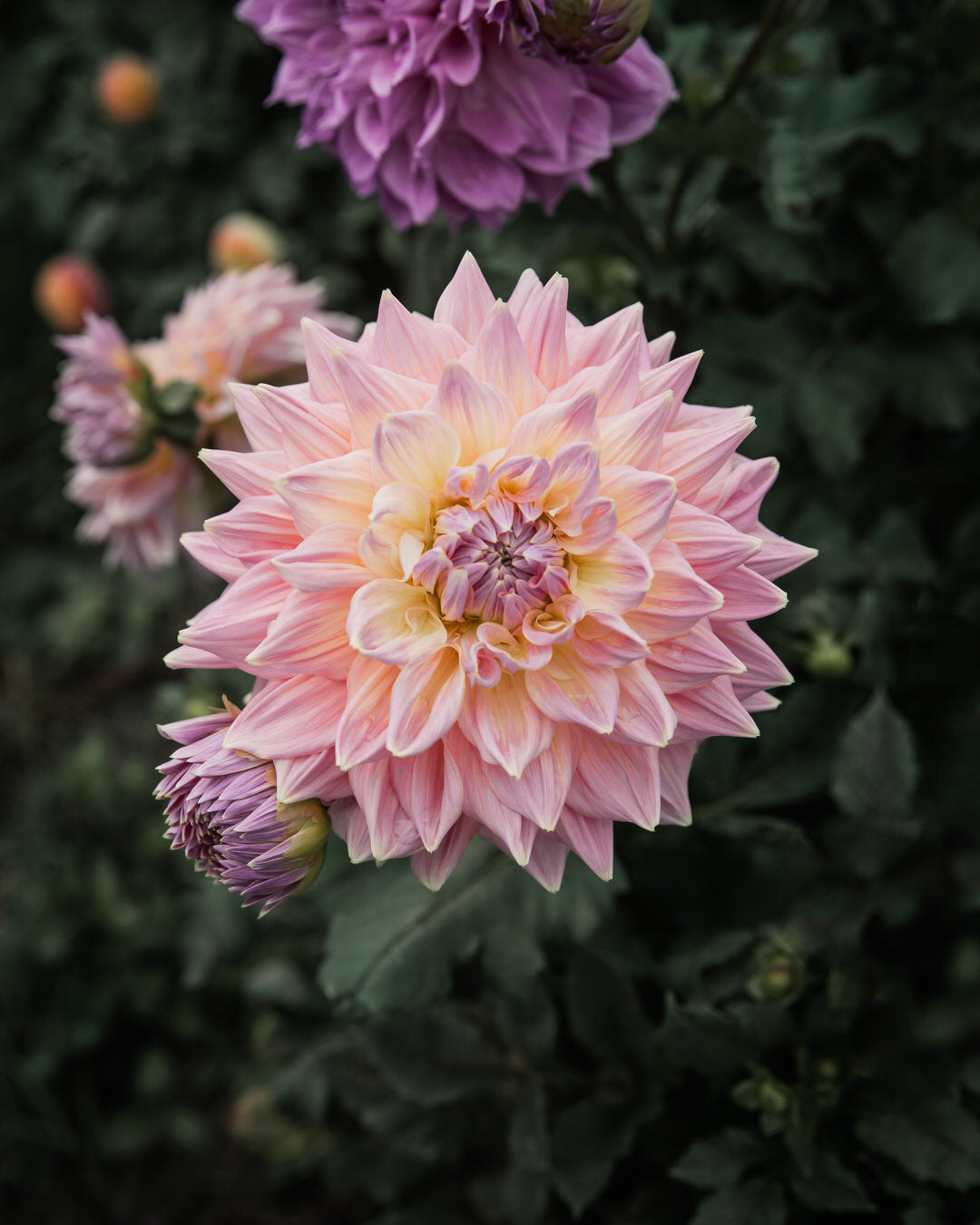 Dahlia Mingus Phillip Sr (Limit 1)