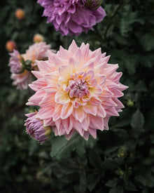 Dahlia Mingus Phillip Sr (Limit 1)