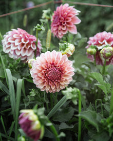 Dahlia Orange Globe