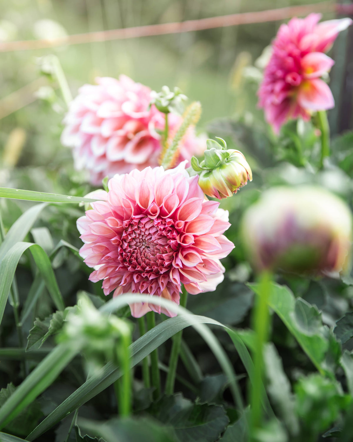 Dahlia Orange Globe