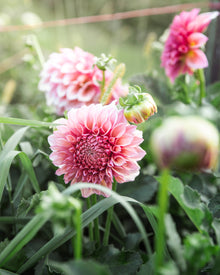 Dahlia Orange Globe