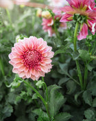 Dahlia Orange Globe