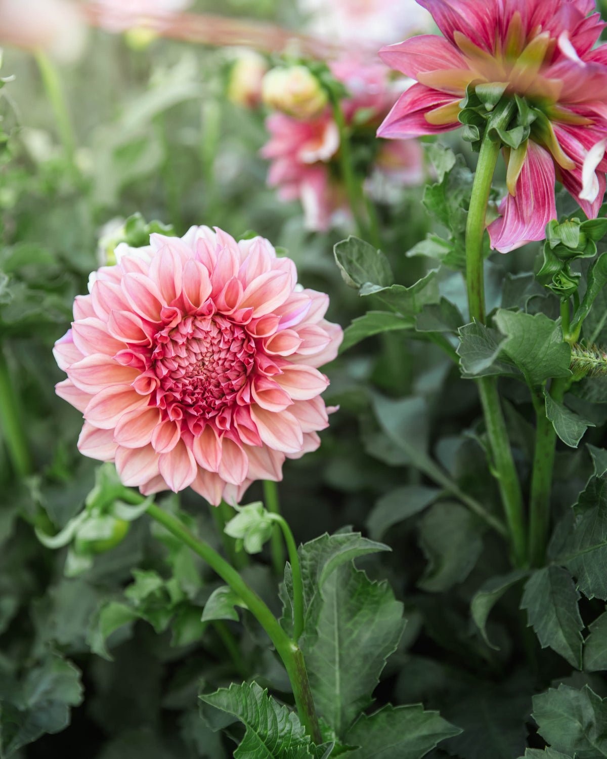 Dahlia Orange Globe