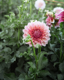 Dahlia Orange Globe