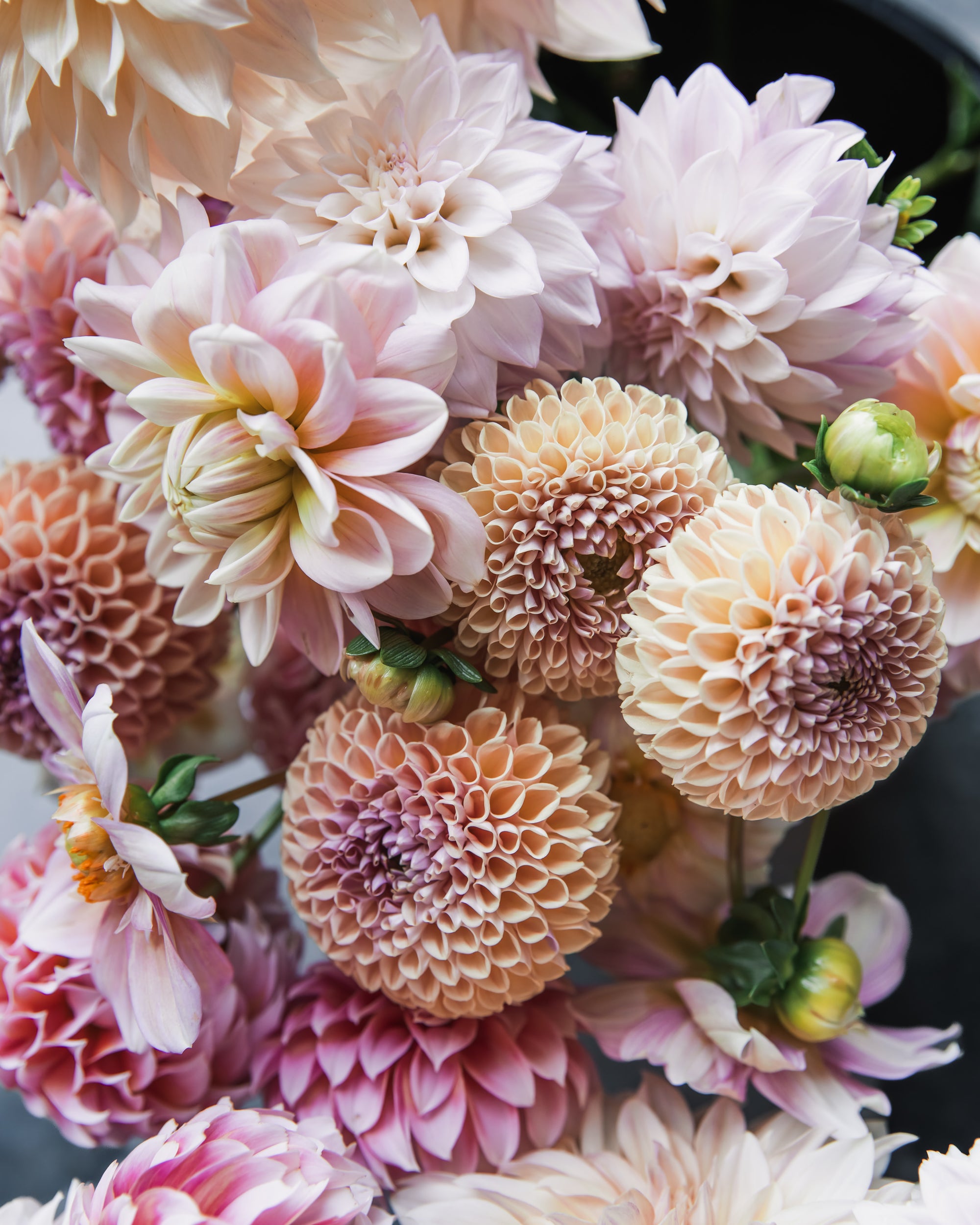 Dahlia Valley Tawny Tuber Sale