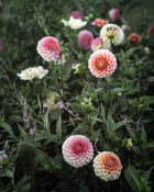 Dahlia Rose Toscano Tuber Sale