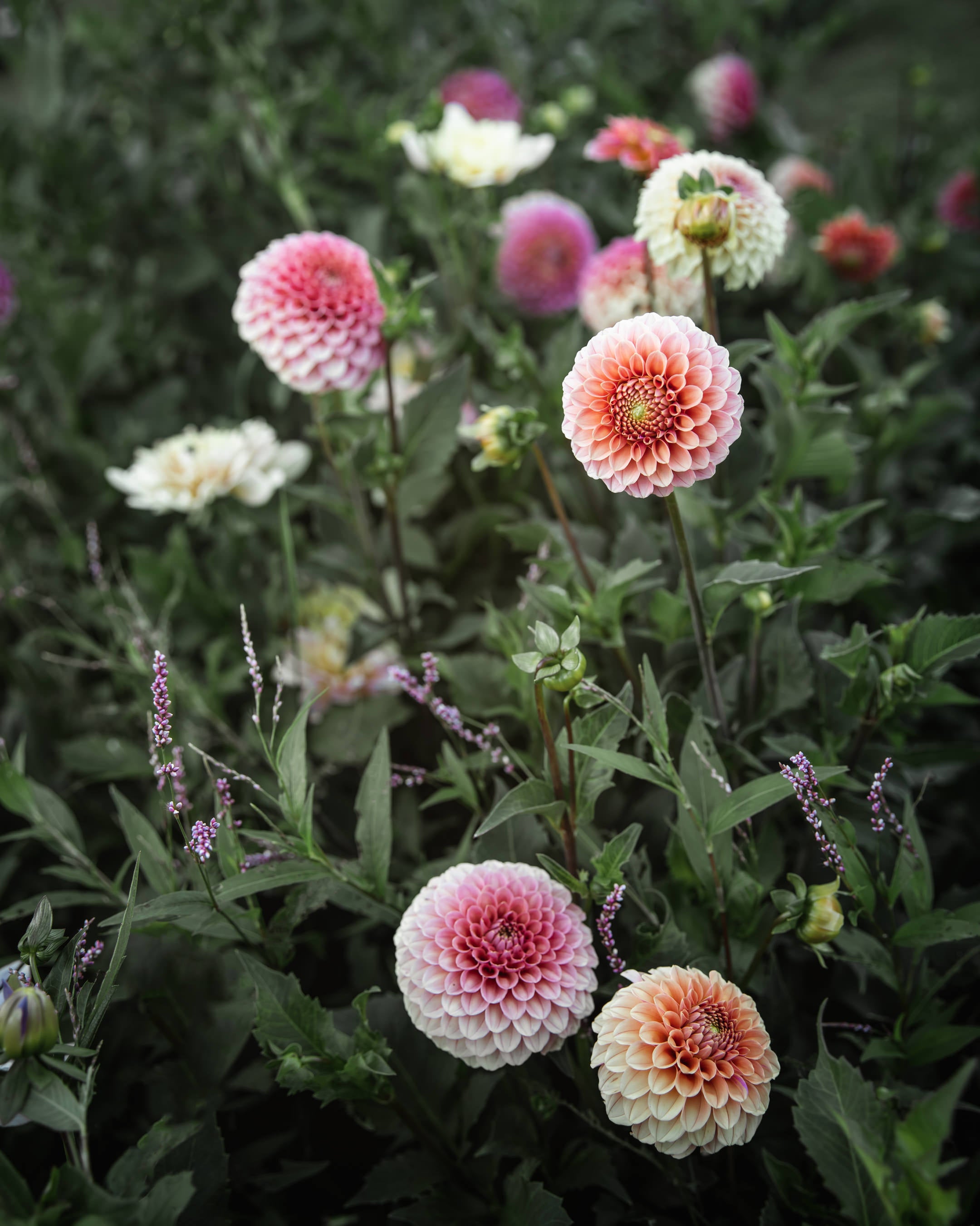Dahlia Rose Toscano Tuber Sale