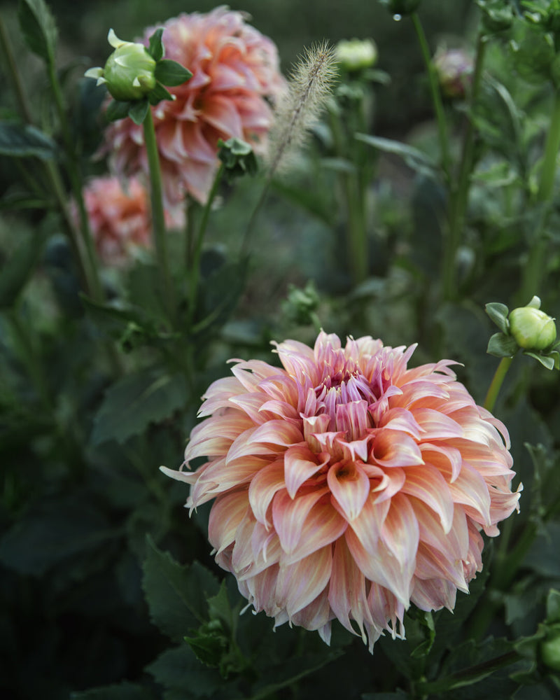 Dahlia Summer Rain (Limit 1)