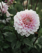 Dahlia Sweet Nathalie (LIMIT 1)