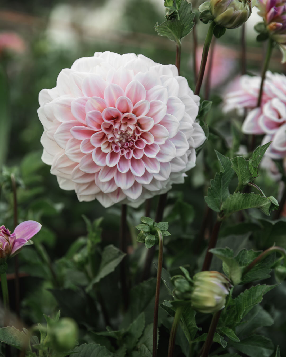 Dahlia Sweet Nathalie (LIMIT 1)
