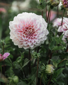 Dahlia Sweet Nathalie (LIMIT 1)