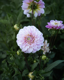 Dahlia Sweet Nathalie (LIMIT 1)