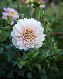Dahlia Sweet Nathalie (LIMIT 1)