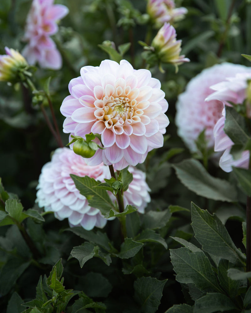 Dahlia Sweet Nathalie