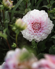 Dahlia Sweet Nathalie (LIMIT 1)