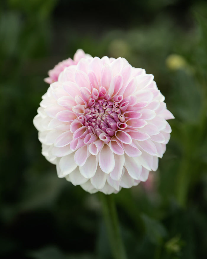 Dahlia Tahoma Kelli