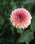 Dahlia Wine Eyed Jill Tuber Sale
