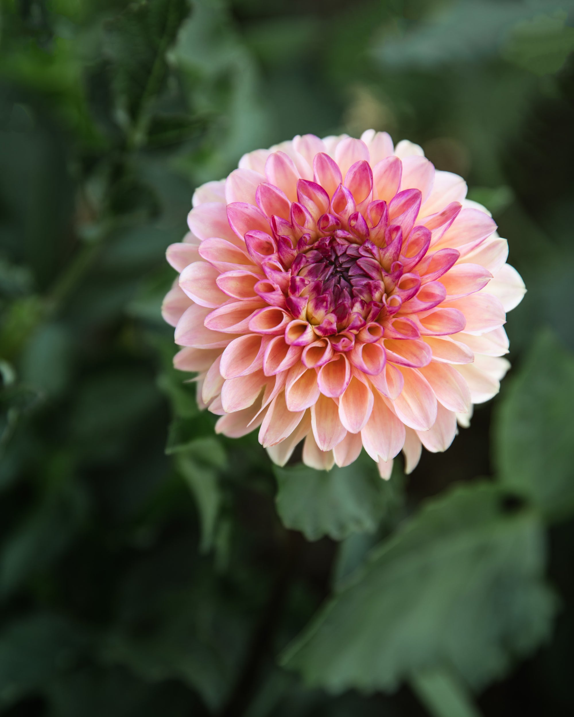 Dahlia Wine Eyed Jill Tuber Sale
