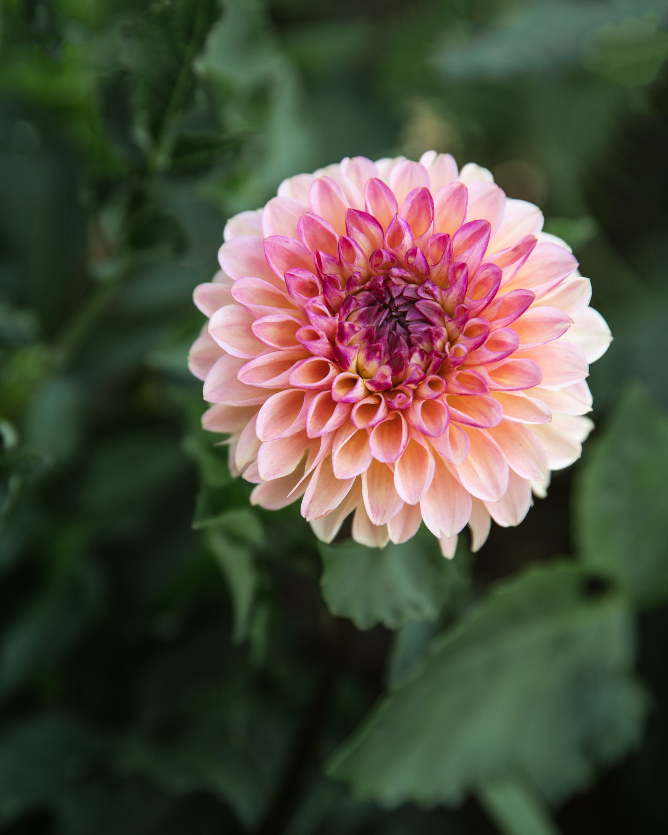 Dahlia Wine Eyed Jill Tuber Sale
