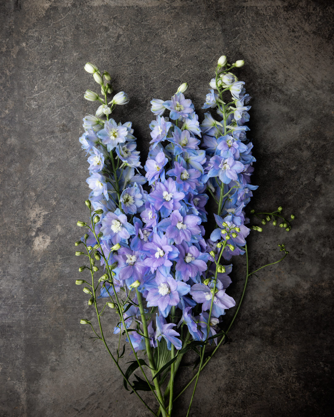Delphinium 'Guardian Lavender'