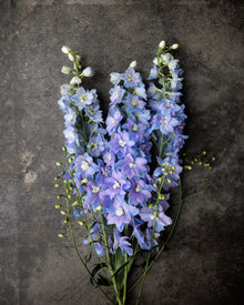 Delphinium 'Guardian Lavender'