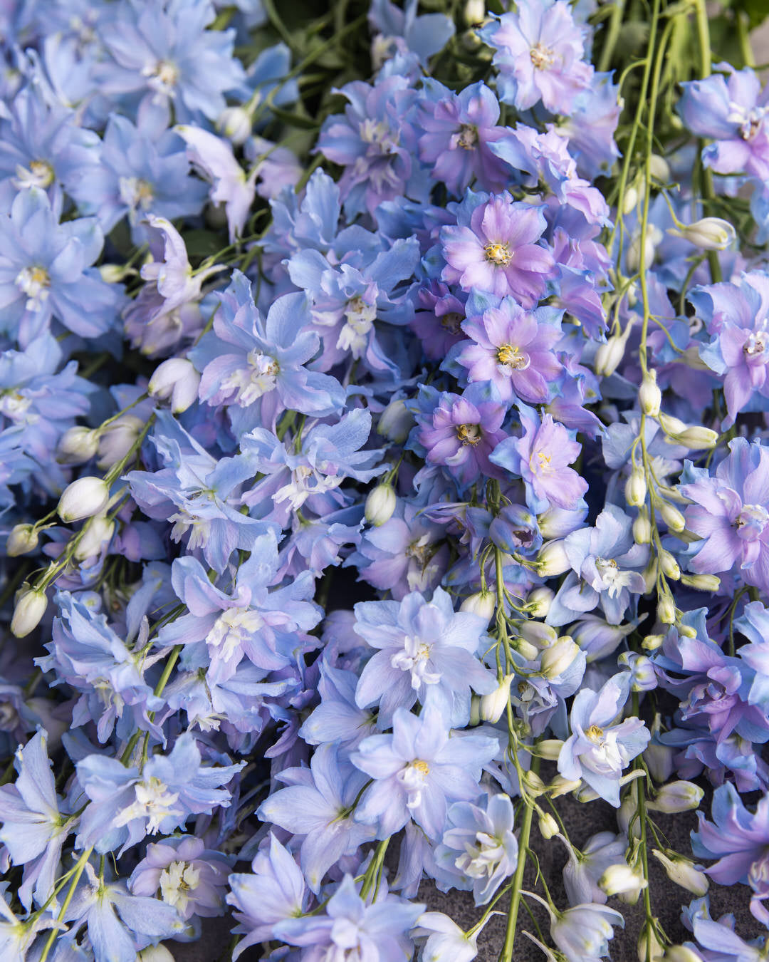 Delphinium 'Magic Fountains Sky Blue White Bee'
