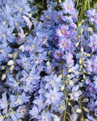Delphinium 'Magic Fountains Sky Blue White Bee'