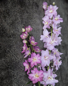 Delphinium 'Magic Fountains Lilac Pink White Bee'