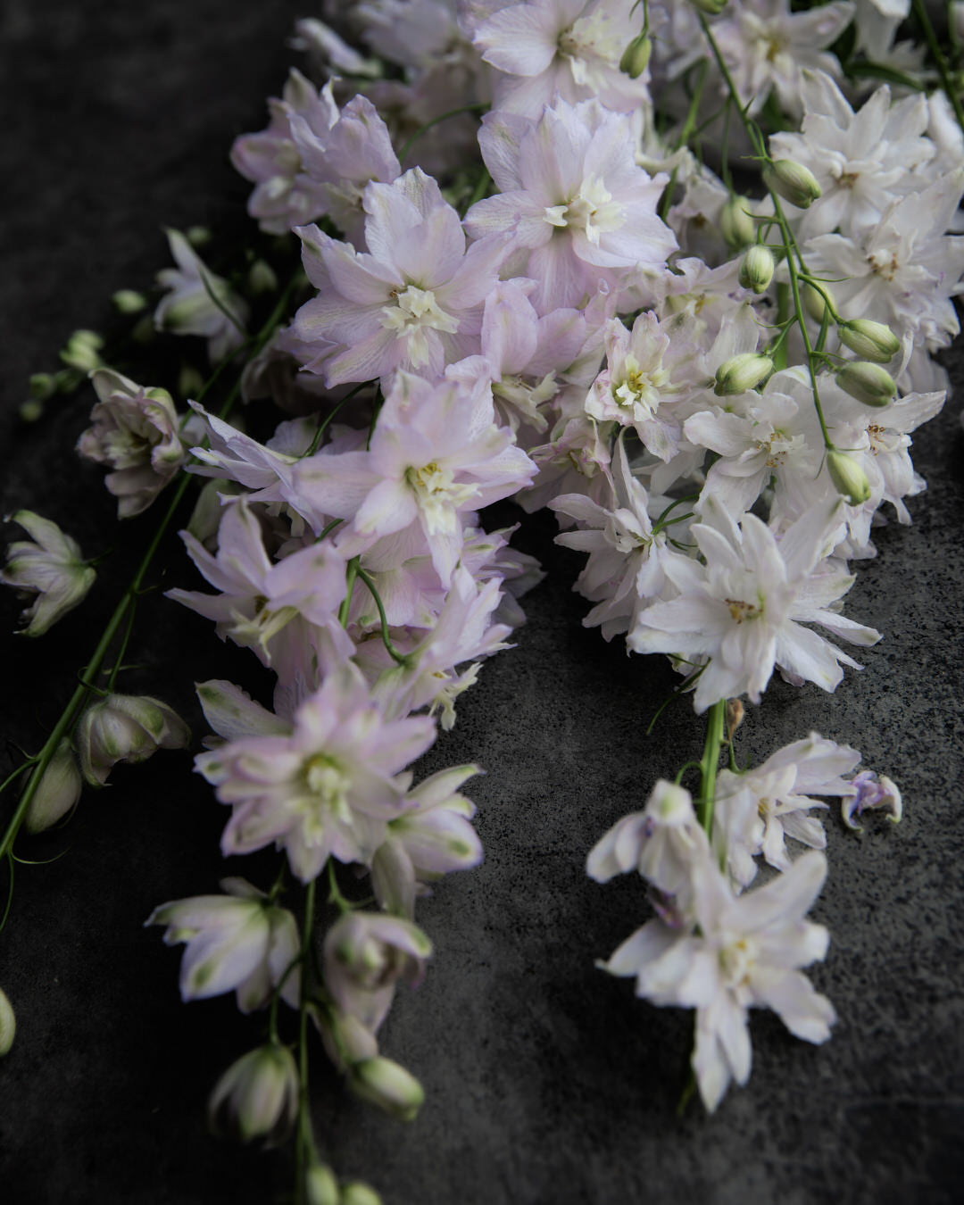 Delphinium 'Magic Fountains Cherry Blossom'