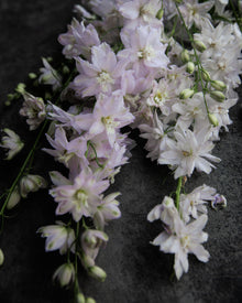 Delphinium 'Magic Fountains Cherry Blossom'