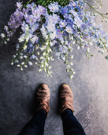 Delphinium Sky Blue Seeds