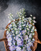 Delphinium Sky Blue Seeds