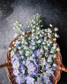 Delphinium Sky Blue Seeds