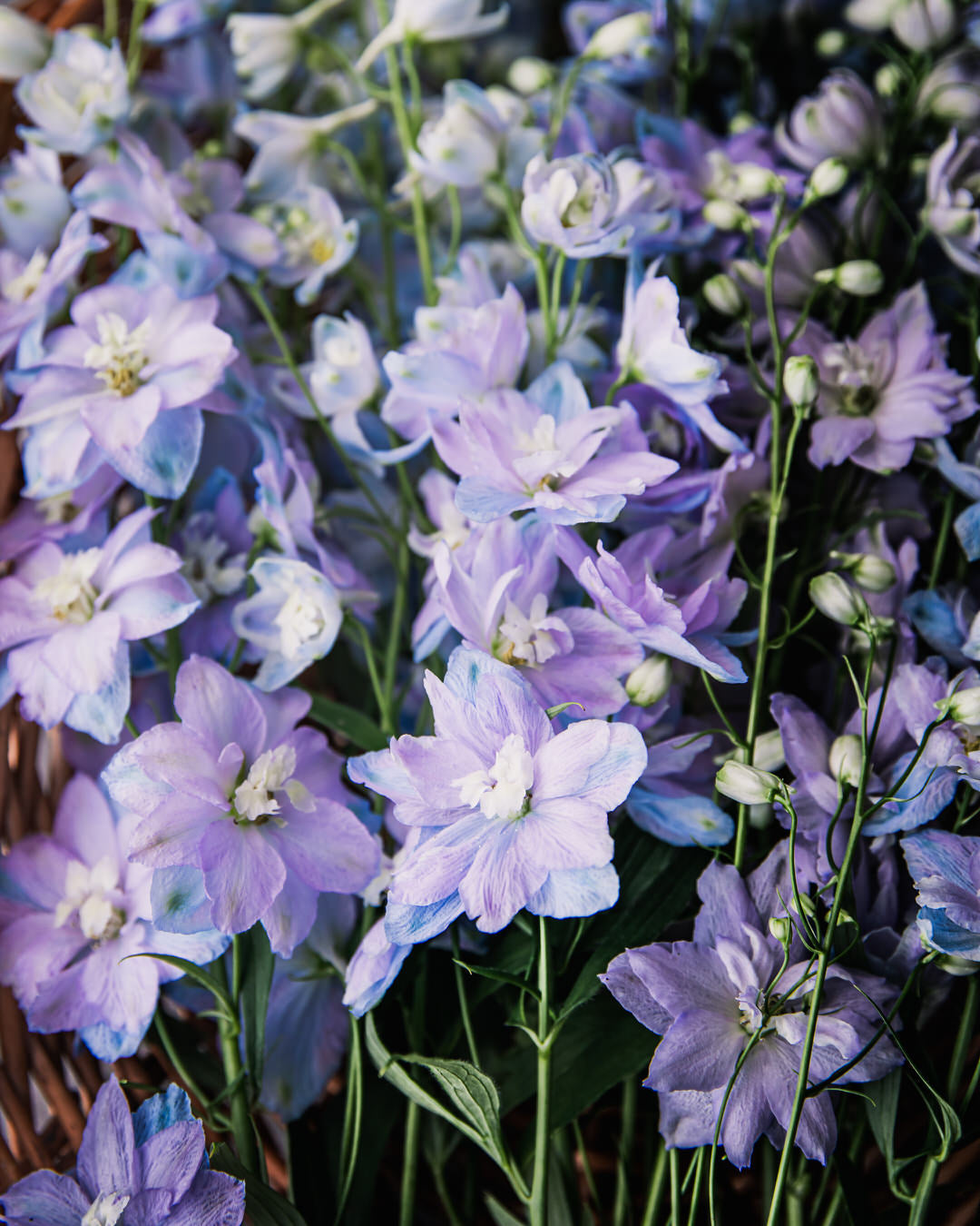 Delphinium Sky Blue Seeds