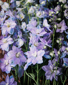 Delphinium Sky Blue Seeds
