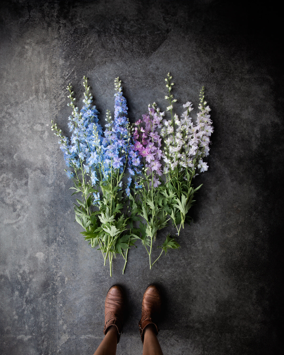 Delphinium 'Magic Fountains Sky Blue White Bee'