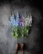 Delphinium 'Magic Fountains Sky Blue White Bee'