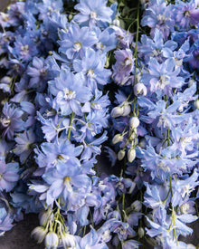 Delphinium 'Magic Fountains Sky Blue White Bee'