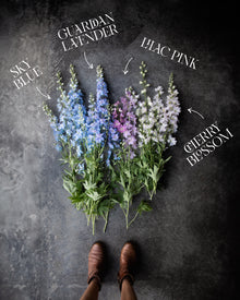 Delphinium 'Guardian Lavender'