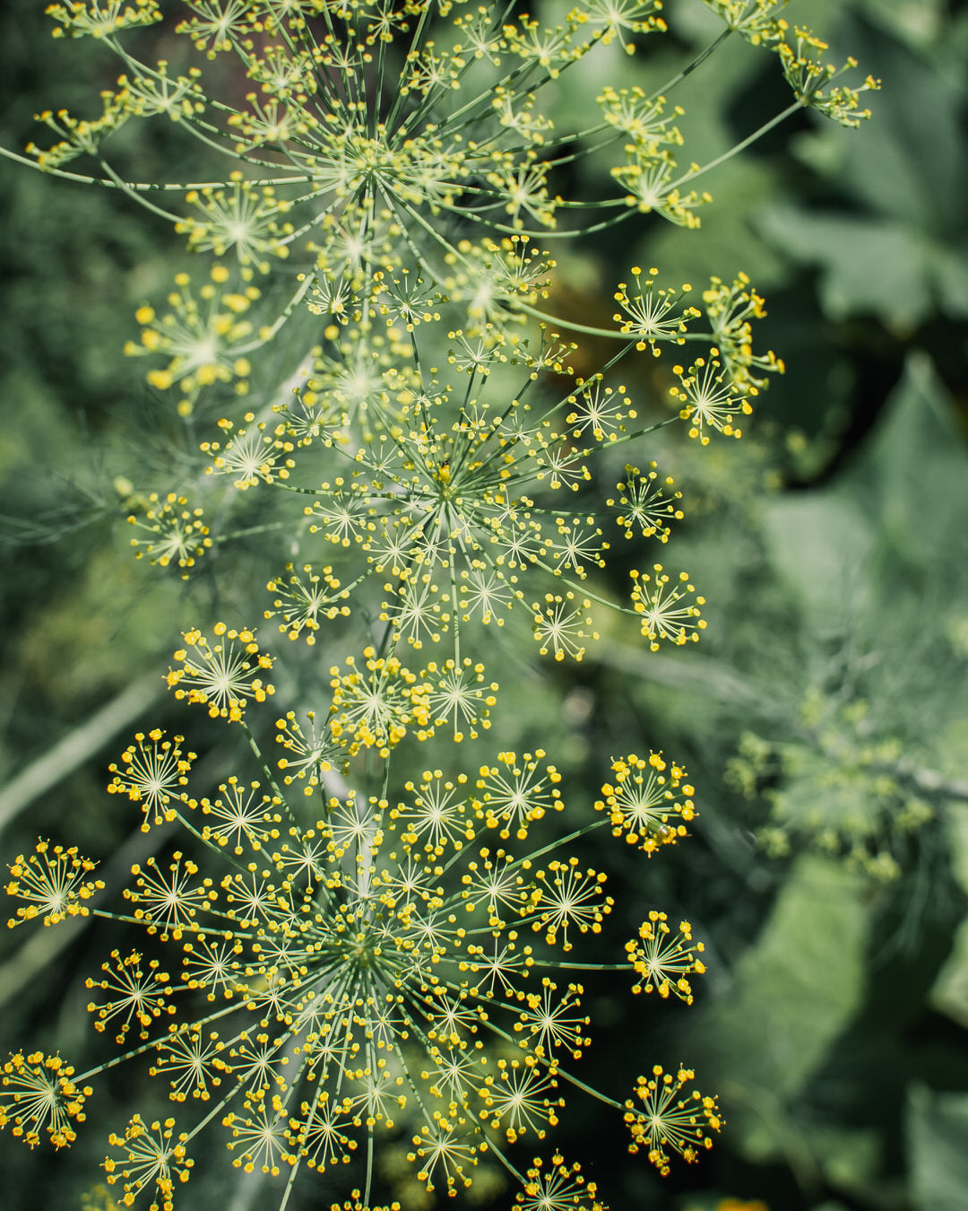 Dill Seeds