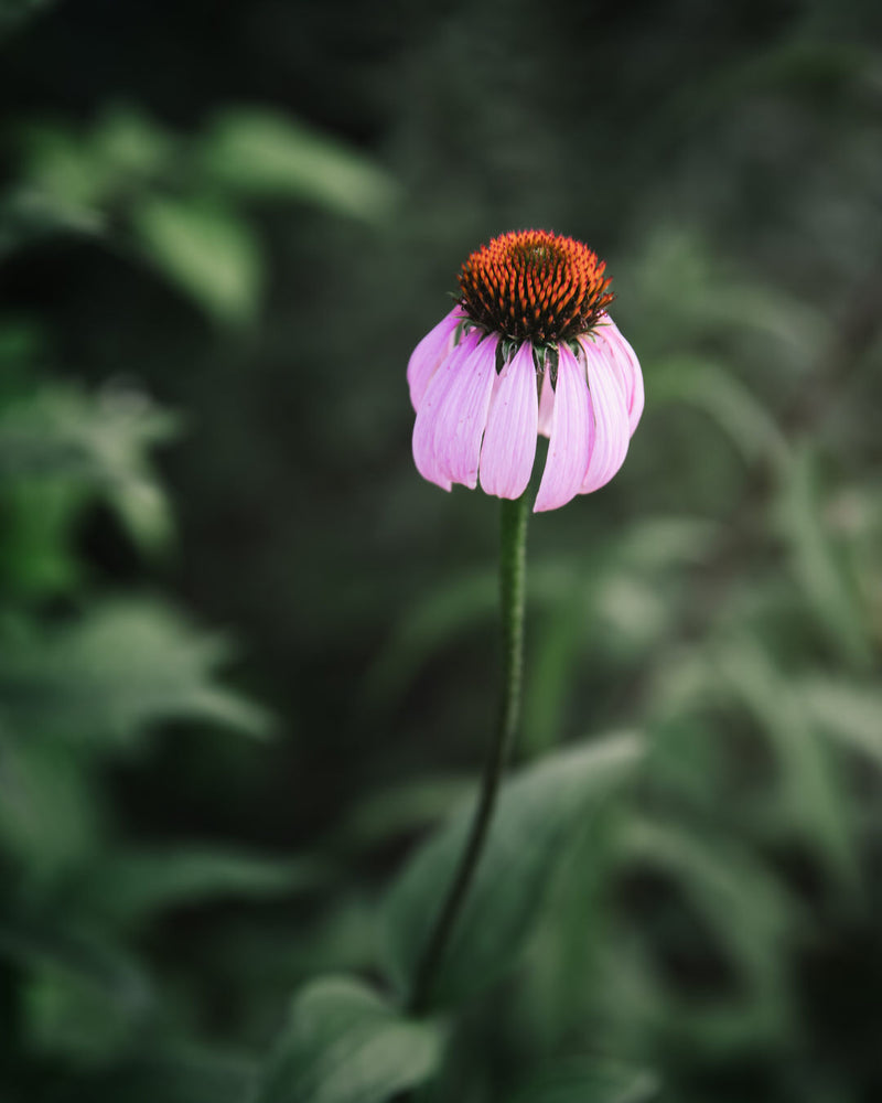 Echinacea purpurea